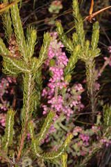 Erica bergiana bergiana