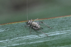 Svistella bifasciata