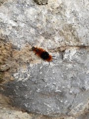 Turuptiana obliqua