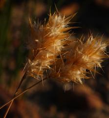 Geochloa rufa