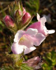 Graderia scabra image