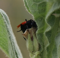 Calopompilus pyrrhomelas