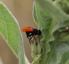 Calopompilus pyrrhomelas