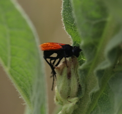 Calopompilus pyrrhomelas