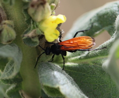Calopompilus pyrrhomelas