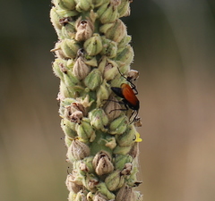 Calopompilus pyrrhomelas