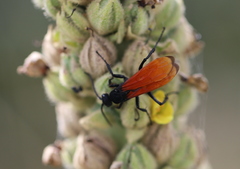 Calopompilus pyrrhomelas