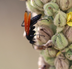 Calopompilus pyrrhomelas