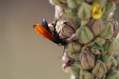 Calopompilus pyrrhomelas
