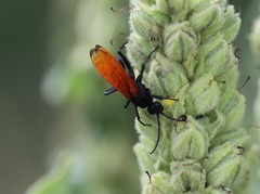 Calopompilus pyrrhomelas
