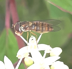Episyrphus balteatus
