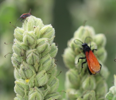 Calopompilus pyrrhomelas