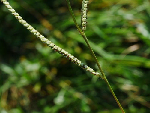 Image of Paspalum orbiculare by (c) Jacy Chen, some rights reserved (CC BY)