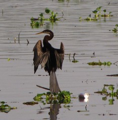 Anhinga melanogaster