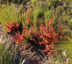 Erica curviflora curviflora