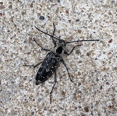 Sarosesthes fulminans