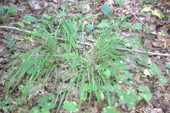 Melica nutans
