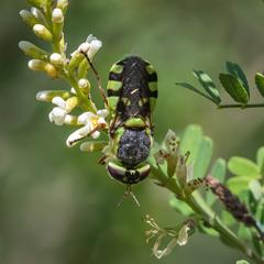 Hedriodiscus truquii