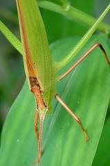 Phaneroptera nigroantennata