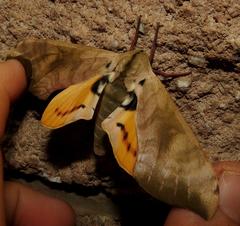 Pseudoclanis postica