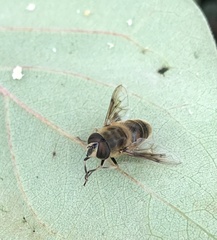 Eristalis tenax