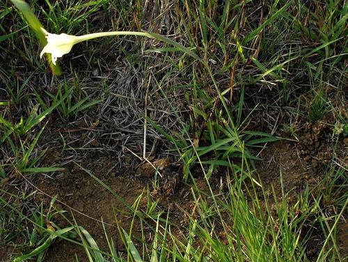 Gladiolus longicollis subsp. platypetalus image