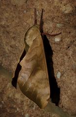 Pseudoclanis postica