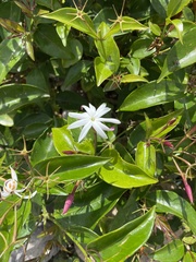 Jasminum laurifolium