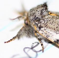 Tearosoma