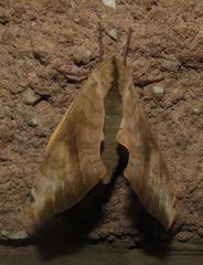 Pseudoclanis postica