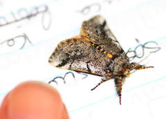 Tearosoma