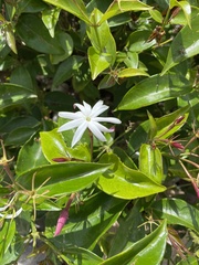 Jasminum laurifolium