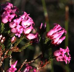 Erica daphniflora daphniflora