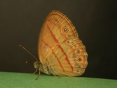 Mycalesis anapita