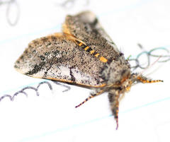 Tearosoma