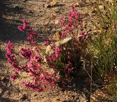Erica daphniflora daphniflora