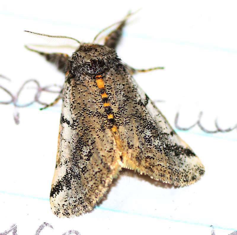 Tearosoma