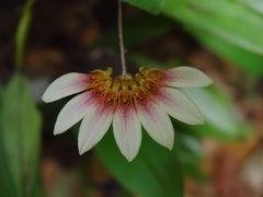 Bulbophyllum lepidum