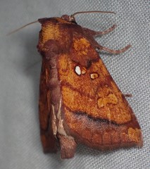 Papaipema leucostigma