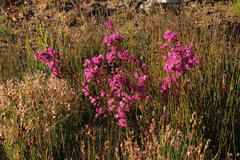 Erica daphniflora daphniflora