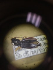 Patrobus longicornis