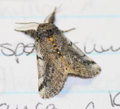 Tearosoma