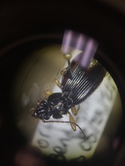 Patrobus longicornis