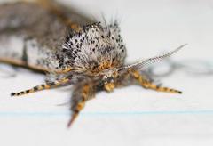 Tearosoma