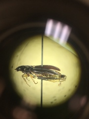 Patrobus longicornis