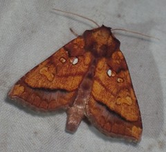 Papaipema leucostigma