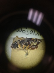 Patrobus longicornis