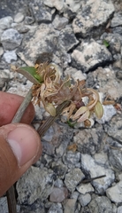 Callisia navicularis