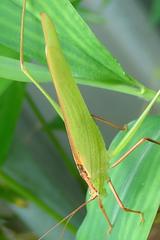 Phaneroptera nigroantennata