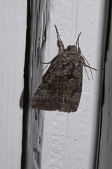 Syngrapha viridisigma